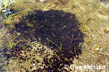 Erdkröte: typische schwarze Larven-Wolke © U. Manzke