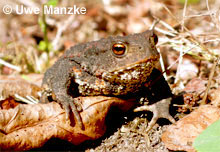 Erdkröte: Männchen © U. Manzke