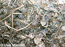 Tote und gefressene Erdkröten, Knoblauchkröten und Grasfrösche in einem Entenhaus bei Burgdorf pic