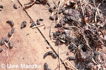 Kotpillen der Wanderratte pic