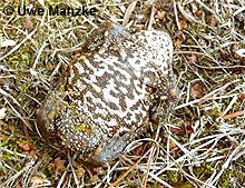 Erdkröte: Weibchen Bauchfärbung © U. Manzke