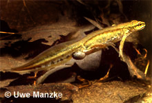 Fadenmolch: Männchen, beachte die große Kloake © U. Manzke