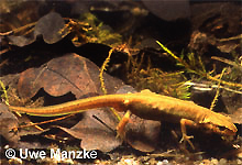 Fadenmolch: Weibchen, beachte die hervorstehenden Becken- und Rippenknochen © U. Manzke