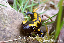 Feuersalamander © U. Manzke