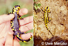 Feuersalamander: Weibchen - Bauchseite und Absetzen der Larven © U. Manzke