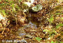Stillwasserbereich (Kolk) eines Baches, hier findet man die Larven © U. Manzke