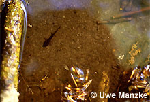 Feuersalamander: Larve im Stillwasserbereich (Kolk) eines Baches © U. Manzke