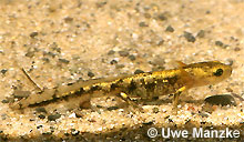Feuersalamander: Larve © U. Manzke