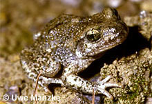 Geburtshelferkröte: Männchen © U. Manzke