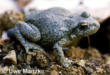 Geburtshelferkröte: Weibchen © U. Manzke