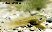 Geburtshelferkröte: Larve © U. Manzke