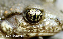 Geburtshelferkröte: Auge © U. Manzke