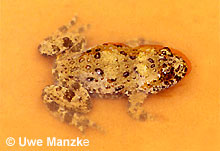 Gelbbauchunke: Männchen © U. Manzke