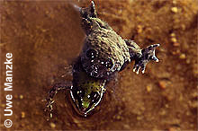 Gelbbauchunke: Fehlamplexus mit jungem Wasserfrosch © U. Manzke