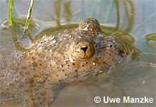 Gelbbauchunke: Auge © U. Manzke