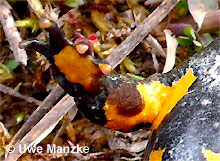 Gelbbauchunke: Brunftschwiele, Männchen © U. Manzke