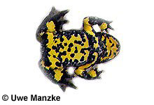 Gelbbauchunke: Unterseite © U. Manzke