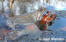 Grasfrosch; Klammerpaar © U. Manzke