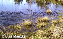 Grasfrösche bei der Balz © U. Manzke