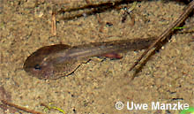 ältere Grasfroschlarve © U. Manzke