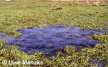 Grasfrosch; trockengefallene Laichballen (> 500) © U. Manzke