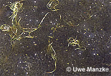 Grasfrosch; ca. 2-3 Tage alter Laich © U. Manzke