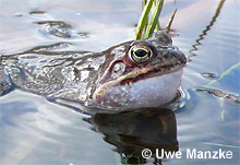 Grasfrosch: Männchen © U. Manzke
