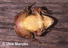 Grasfrosch; Bauchfärbung © U. Manzke