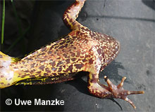 Grasfrosch; Bauchfärbung © U. Manzke