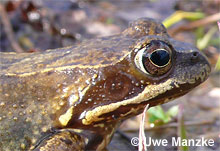 Grasfrosch; Portrait - Weibchen © U. Manzke
