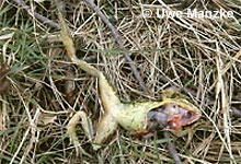 aufgepickter Grasfrosch © U. Manzke aufgepickter Grasfrosch © U. Manzke