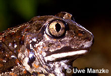 Knoblauchkröte: Auge © U. Manzke