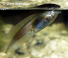 Knoblauchkröte: Larve beim "Luftschnappen" © U. Manzke