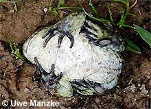 Knoblauchkröte: Unterseite © U. Manzke