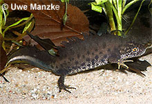 Kammmolch: Männchen © U. Manzke