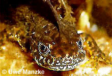 Kammmolch: Männchen - Portrait © U. Manzke