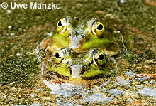 Kl. Wasserfrosch: Klammerpaar © U. Manzke