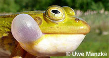 Kl. Wasserfrosch: Schallblase © U. Manzke