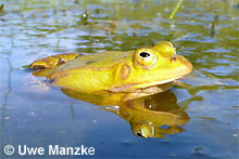 Kl. Wasserfrosch: Männchen © U. Manzke