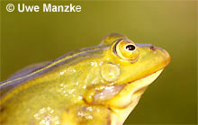 Kl. Wasserfrosch: Männchen © U. Manzke