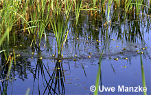 Kl. Wasserfrosch: organisierte Rufgruppe © U. Manzke