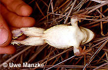 Kl. Wasserfrosch: Männchen Bauchseite © U. Manzke