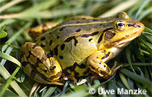 Kl. Wasserfrosch: Weibchen © U. Manzke