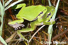 Laubfrosch: Klammerpaar © U. Manzke