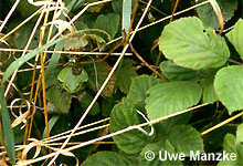 Laubfrosch: Suchbild © U. Manzke