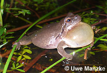 Laubfrosch: rufendes Männchen braun gefärbt © U. Manzke