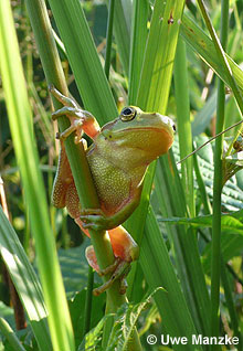 Laubfrosch: junges Weibchen © U. Manzke
