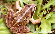 Moorfrosch mit Rückenstreifen © U. Manzke
