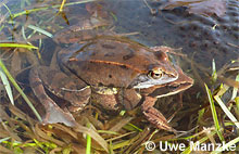 Moorfrosch im Amplexus © U. Manzke