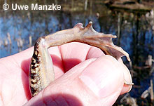Moorfrosch: Fersenhöcker © U. Manzke